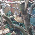 Sloth in the Clore Rainforest Lookout 