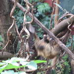 Sloth in the Clore Rainforest Lookout 