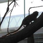 Pygmy Marmoset in the Clore Rainforest Lookout 