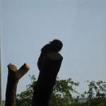 Pygmy marmoset reaching the top of the Clore Rainforest Lookout 