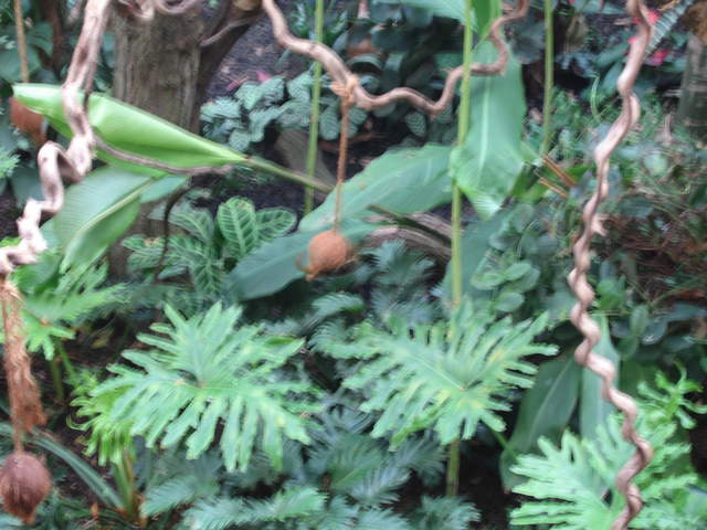 Monkey in the Clore Rainforest Lookout 