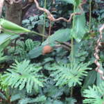 Monkey in the Clore Rainforest Lookout 