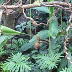 Monkey in the Clore Rainforest Lookout 