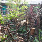 Clore Rainforest Lookout 