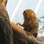 Pygmy Marmoset in the Clore Rainforest Lookout 