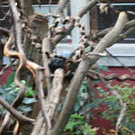 Golden-headed lion tamarin in the Clore Rainforest Lookout 