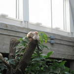 Albino monkeys in the Clore Rainforest Lookout 