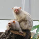 Albino monkeys in the Clore Rainforest Lookout 