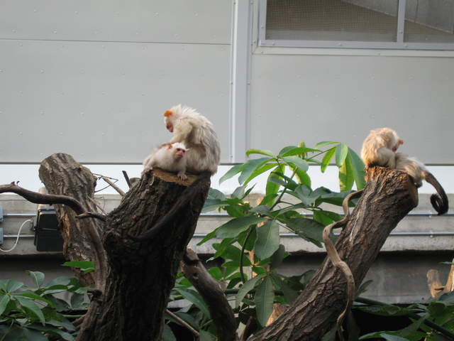 Albino monkeys in the Clore Rainforest Lookout 