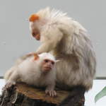 Albino monkeys in the Clore Rainforest Lookout 