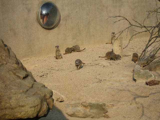 Meerkats