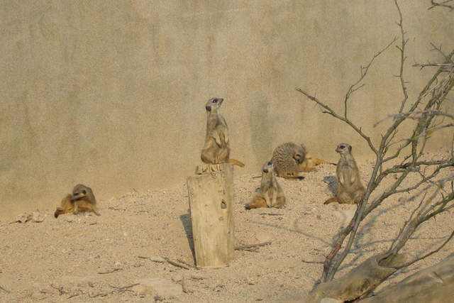Meerkats