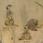 Meerkats