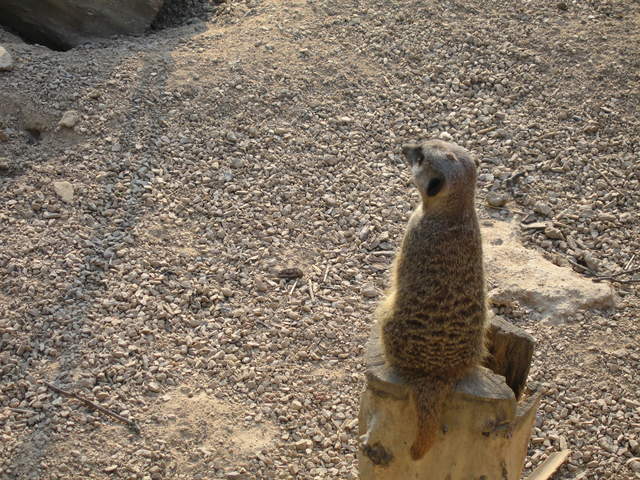 Meerkat