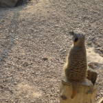 Meerkat