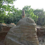 Meerkat standing guard