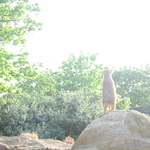 Meerkat standing guard