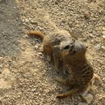 Sleeping Meerkats