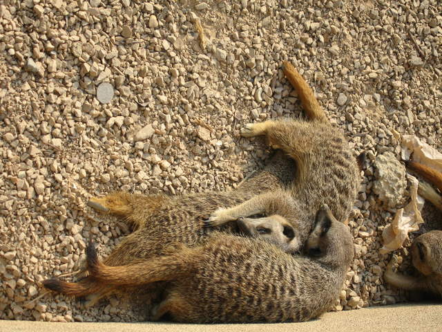 Sleeping Meerkats