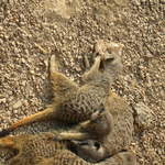 Meerkats playing with paper