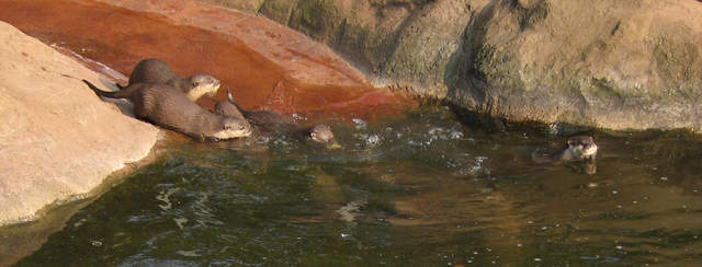 Otters