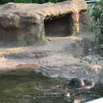 Otters