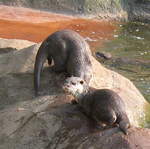 Otters