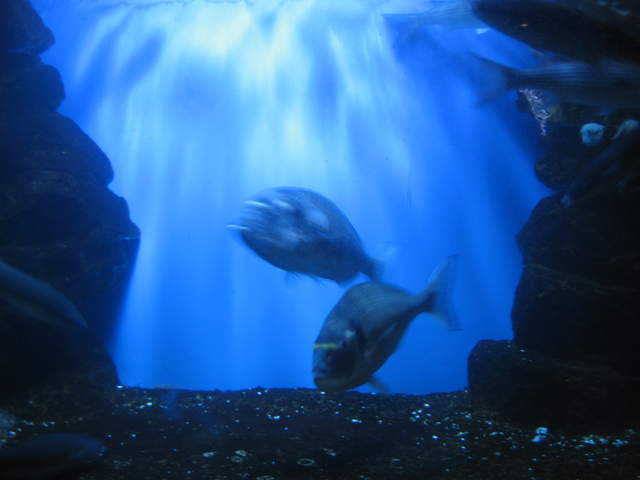 Fish