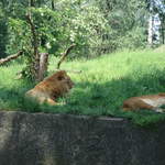 Lions at Warsaw Zoo