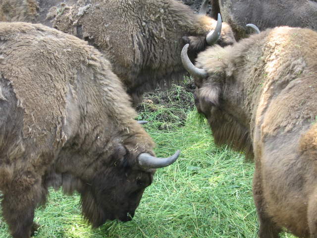 Buffalo at Warsaw Zoo