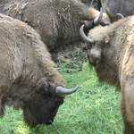 Buffalo at Warsaw Zoo
