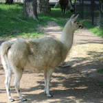 Llama at Warsaw Zoo