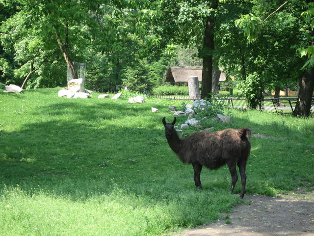 Llama at Warsaw Zoo