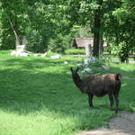 Llama at Warsaw Zoo