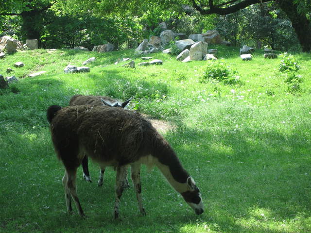 Llama at Warsaw Zoo