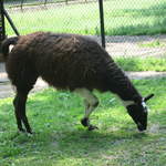 Llama at Warsaw Zoo