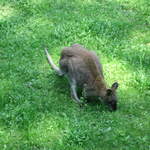 Wallaby at Warsaw Zoo