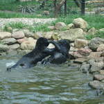 Panther cubs playing at Warsaw Zoo