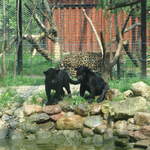 Panther cubs playing at Warsaw Zoo