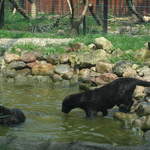 Panther cubs playing at Warsaw Zoo