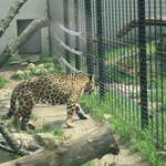Leopard at Warsaw Zoo