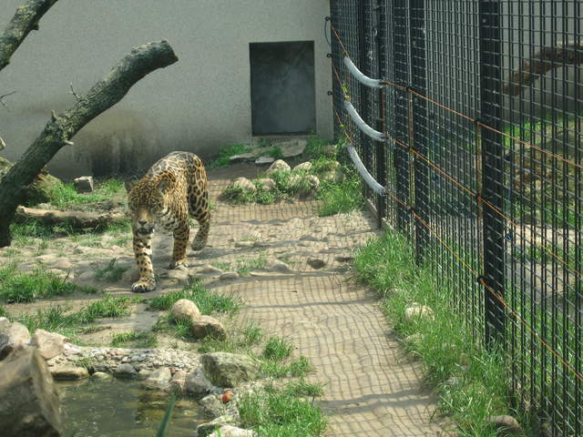 Leopard at Warsaw Zoo