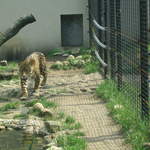 Leopard at Warsaw Zoo