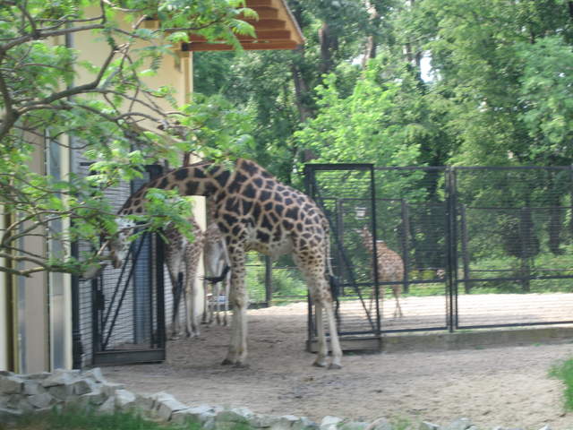 Giraffes at Warsaw Zoo