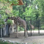 Giraffes at Warsaw Zoo