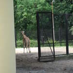 Giraffe at Warsaw Zoo