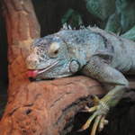 Iguana at Warsaw Zoo