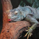 Iguana at Warsaw Zoo