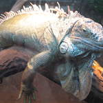 Iguana at Warsaw Zoo