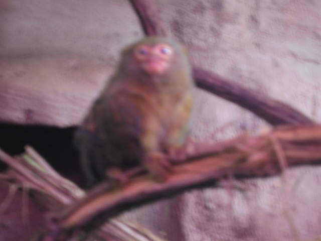 Pygmy marmoset at Warsaw Zoo
